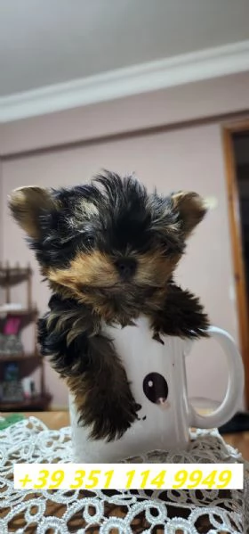 regalo cuccioli di Yorkshire maschi e femmine | Foto 2