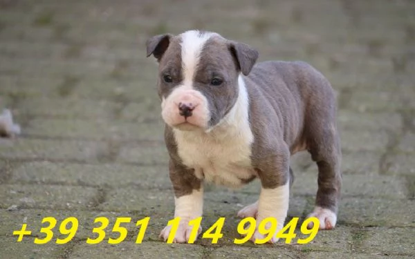 regalo cuccioli di pitbull maschi e femmine | Foto 3