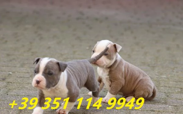 regalo cuccioli di pitbull maschi e femmine | Foto 2