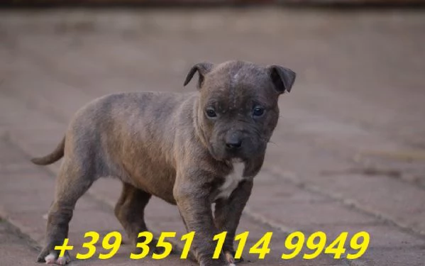 regalo cuccioli di pitbull maschi e femmine | Foto 1