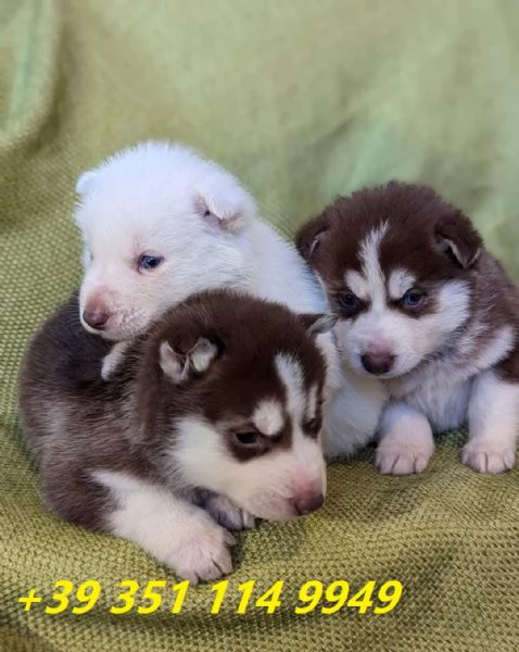 regalo cuccioli di husky maschi e femmine | Foto 3