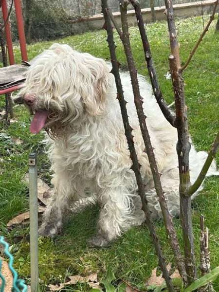 Lagotto tartufo femmina 5 anni | Foto 1