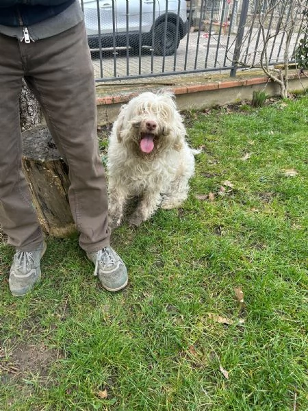 Lagotto tartufo femmina 5 anni | Foto 0