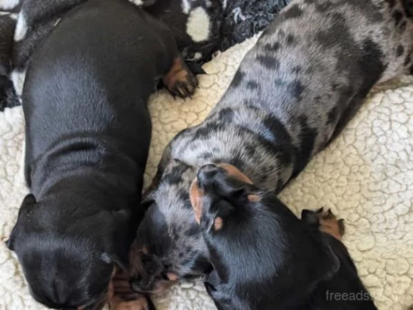 Bellissimi Cuccioli di Bassotto | Foto 0