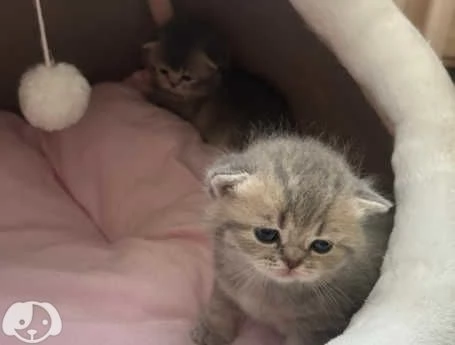 Gatti British Shorthair | Foto 0