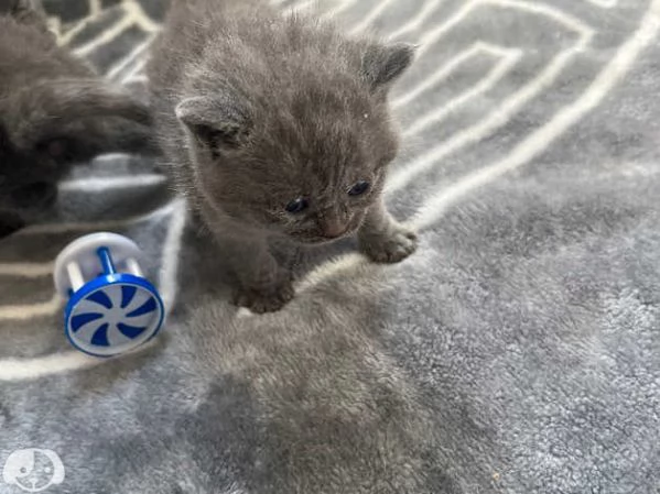 Gatti British Shorthair | Foto 1