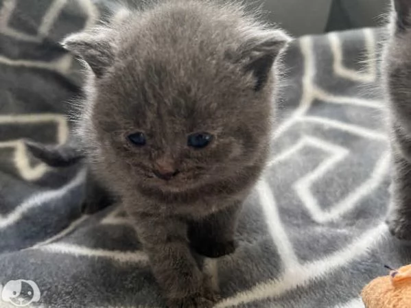 Gatti British Shorthair | Foto 0