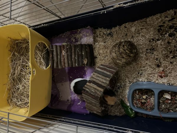 Porcellino d’india  | Foto 1