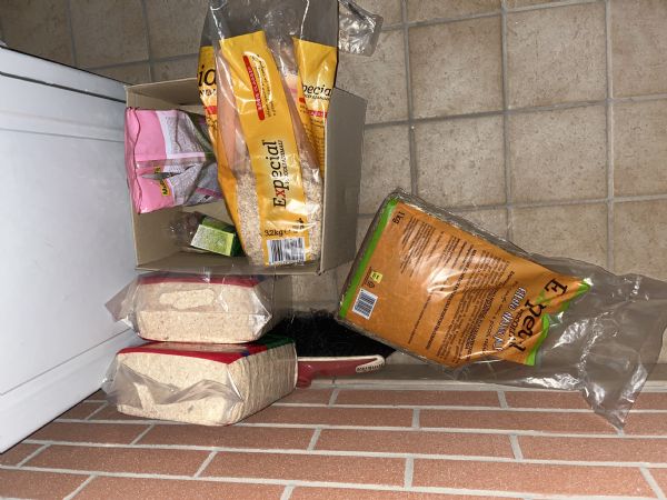 Porcellino d’india  | Foto 0