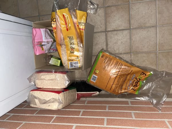 Porcellino d’india  | Foto 0