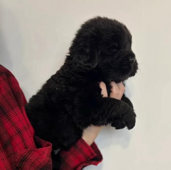 Puro Terranova Cucciolo Per Adozione