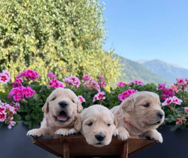 Cuccioli Golden Retriever 100% americani  | Foto 1