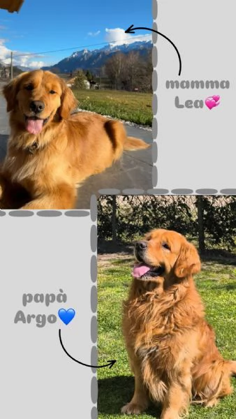 Cuccioli Golden Retriever 100% americani  | Foto 0