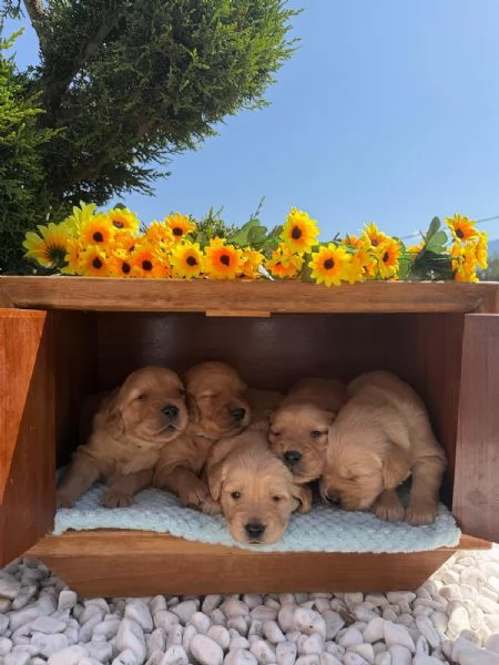 Cuccioli Golden Retriever 100% americani 
