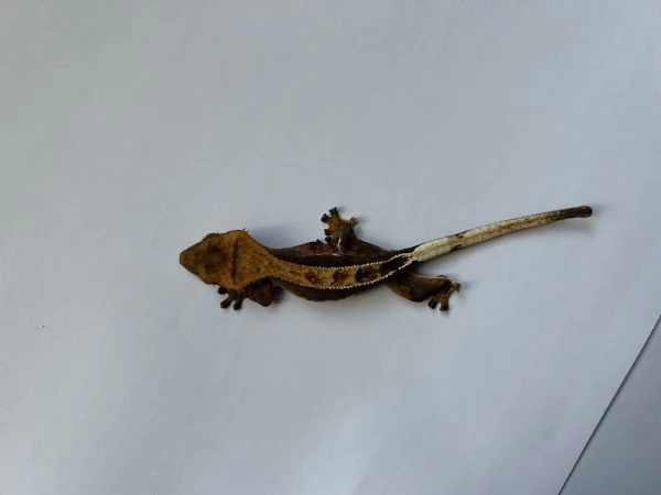 Geco ciliatus / crestato