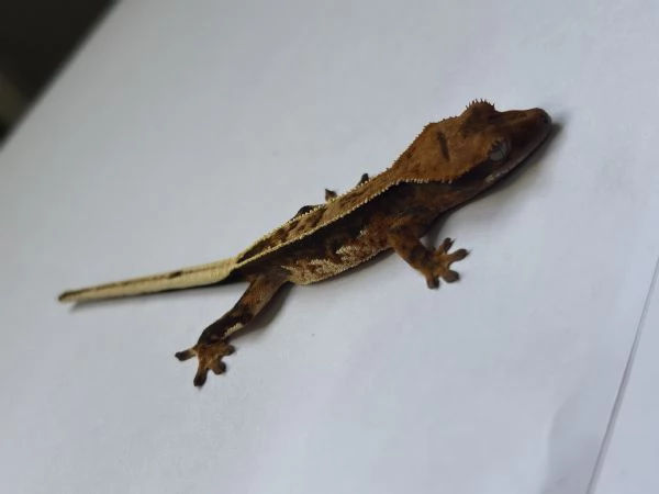 Geco ciliatus / crestato | Foto 3