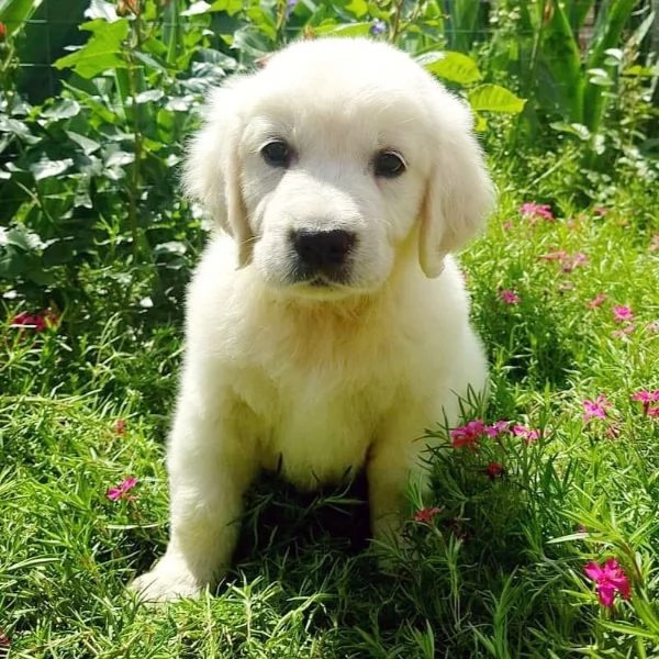 Due cuccioli di Golden Retriever ti aspettano!