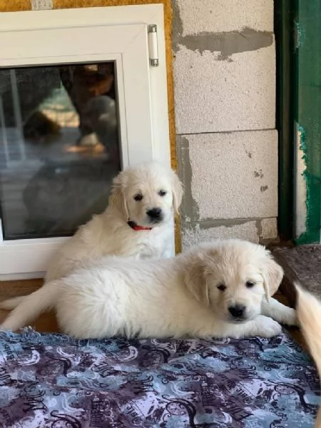 CUCCIOLI DI GOLDEN RETRIEVER | Foto 0