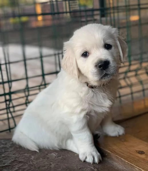CUCCIOLI DI GOLDEN RETRIEVER