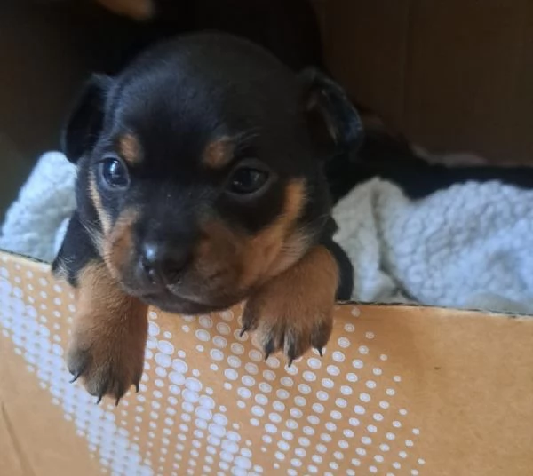 Disponibili cuccioli pinscher toy
