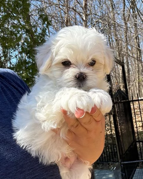 Splendidi cuccioli di maltese. | Foto 1