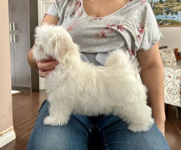 Splendidi cuccioli di maltese. | Foto 0