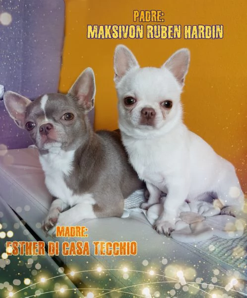 Cuccioli di chihuahua con pedigree