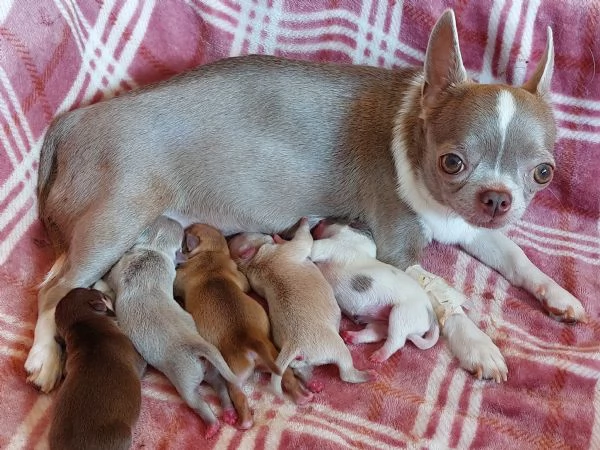 Cuccioli di chihuahua con pedigree | Foto 4