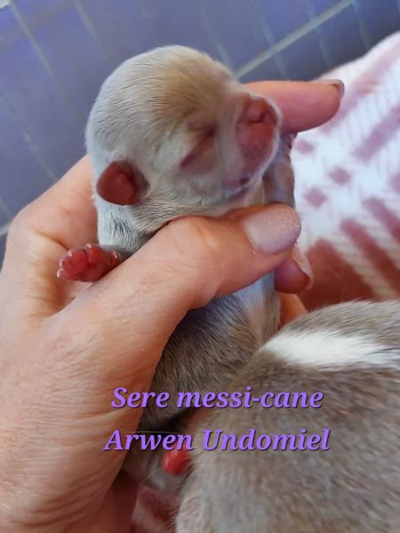 Cuccioli di chihuahua con pedigree | Foto 3