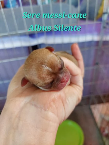 Cuccioli di chihuahua con pedigree | Foto 2