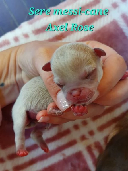 Cuccioli di chihuahua con pedigree | Foto 1