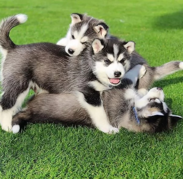 Cucciolo di siberian husky