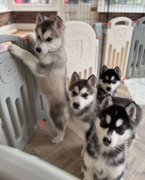 Cuccioli siberian husky