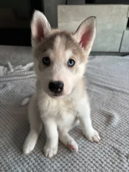 Cuccioli di Siberian Husky