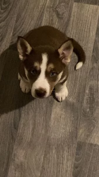 Cuccioli di Husky originali