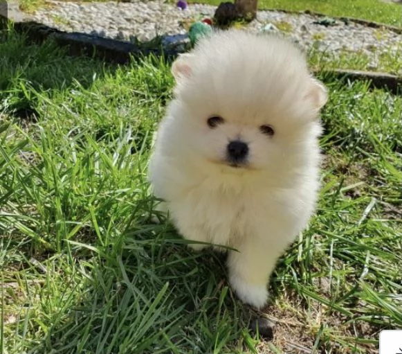 Cucciolo di Pomerania Mini Toy in cerca di adozione | Foto 2