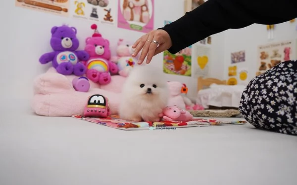 Cucciolo di Pomerania Mini Toy in cerca di adozione | Foto 1