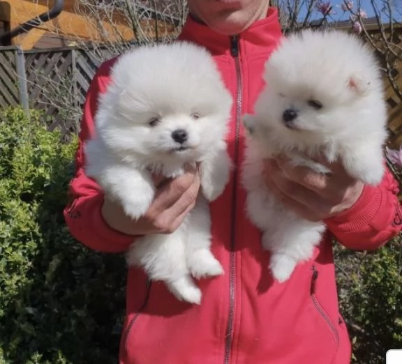 Cucciolo di Pomerania Mini Toy in cerca di adozione
