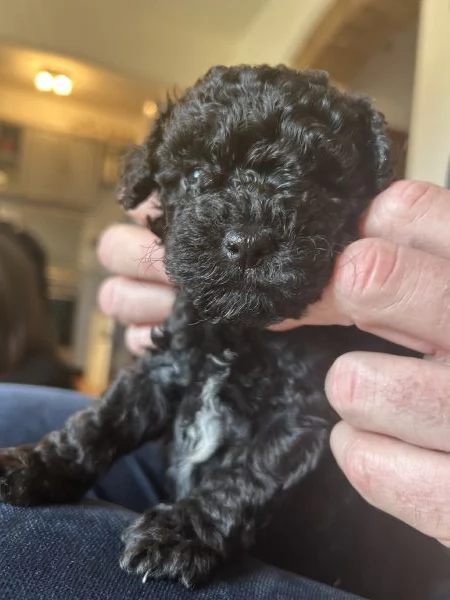 Barboncina nera nana