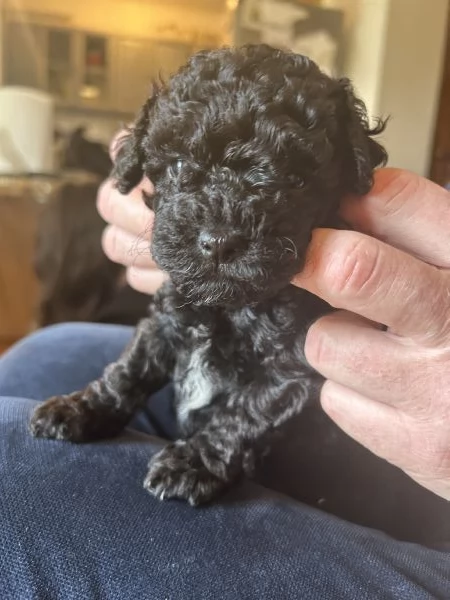 Barboncina nera nana | Foto 0