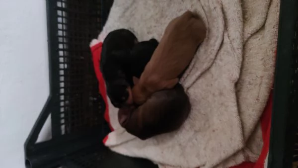 Cuccioli pincher tedesco originali 