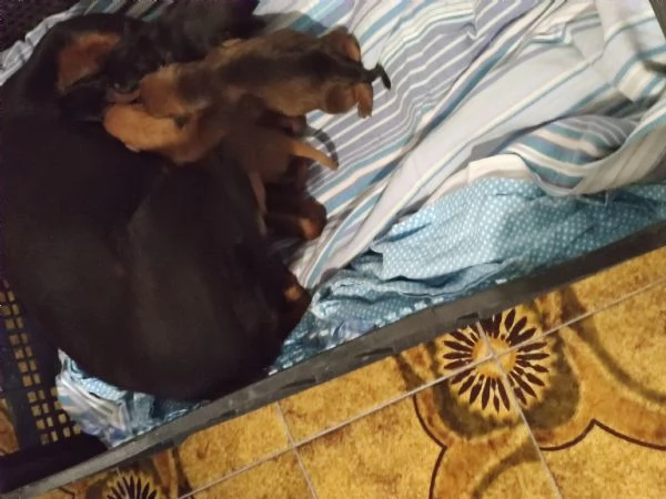 Cuccioli pincher tedesco originali  | Foto 1