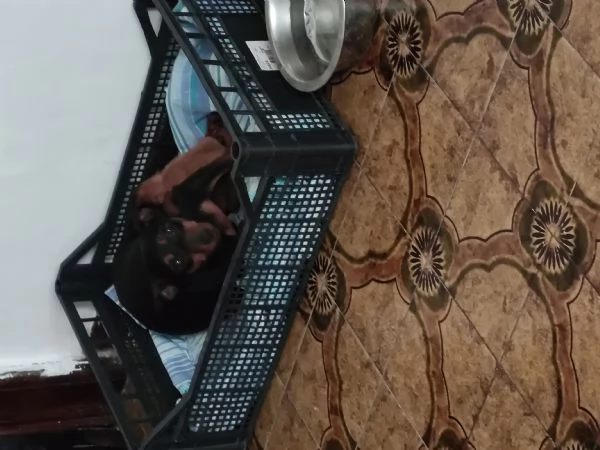 Cuccioli pincher tedesco originali  | Foto 0