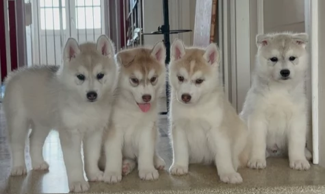 Cucciolata di 4 husky pedigree enci