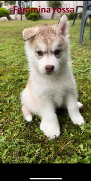 Cucciolata di 4 husky pedigree enci | Foto 4
