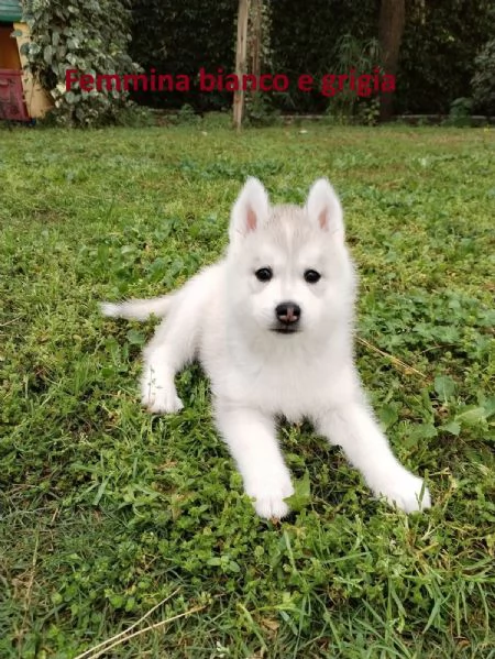 Cucciolata di 4 husky pedigree enci | Foto 3