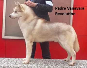 Cucciolata di 4 husky pedigree enci | Foto 2