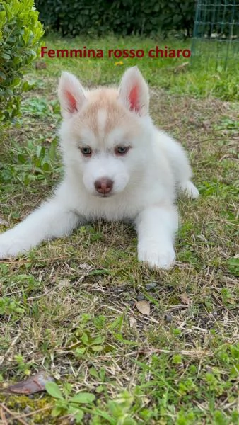 Cucciolata di 4 husky pedigree enci | Foto 1