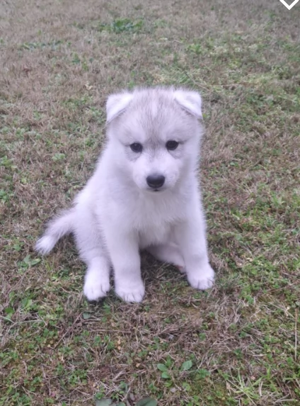 Cucciolata di 4 husky pedigree enci | Foto 0