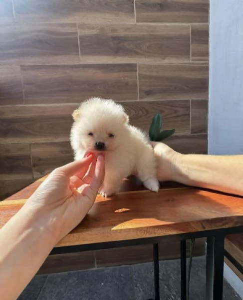 Bellissimo cucciolo di Pomerania MiniToy